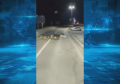 (VIDEO) Divlje svinje u šetnji ulicama Zvornika